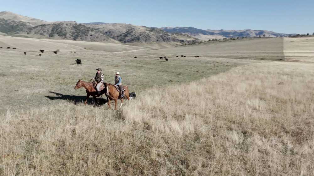 Kevin Chap Bison Ranching in Montana