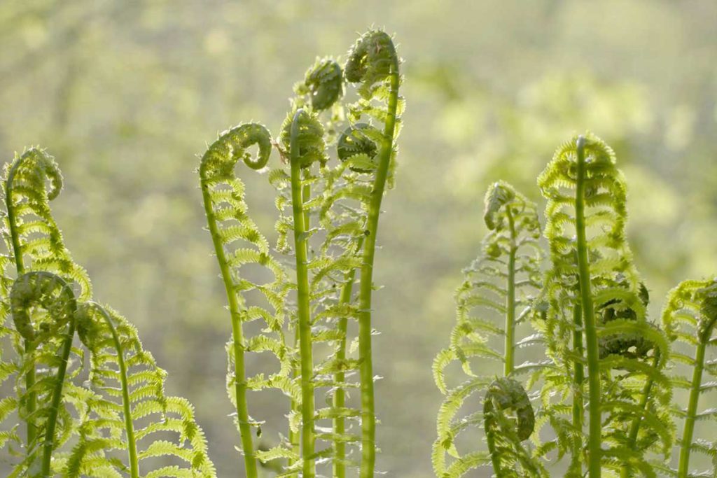 Kevin Forages for Fiddleheads in Vermont