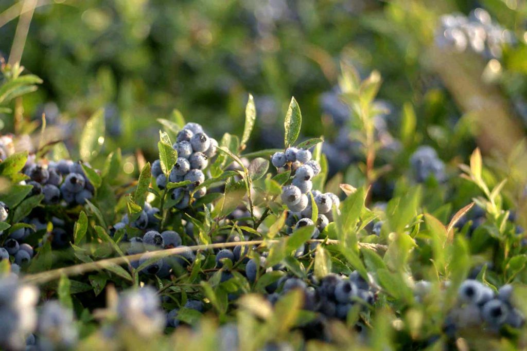 Blueberries from Upstate New York