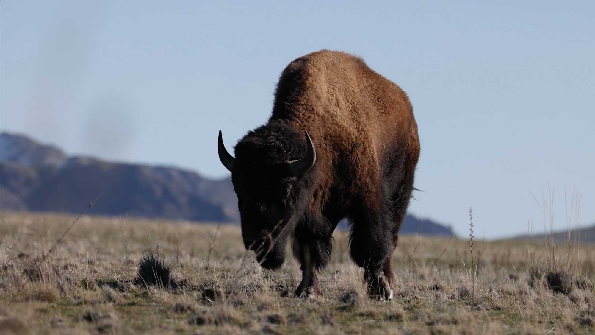 Montana Wild Foods Bison