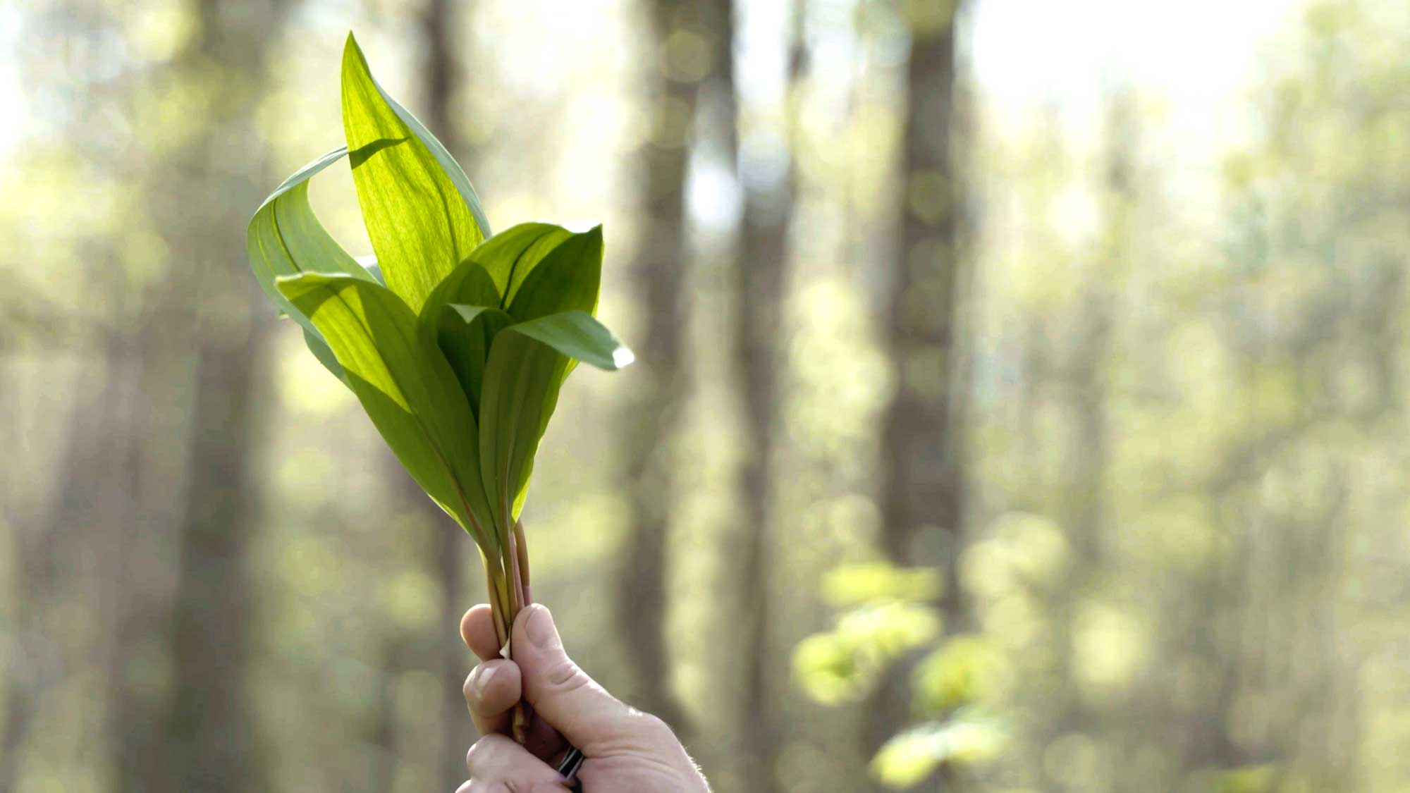 Wild ramps in Vermont, PBS show Wild Foods with Kevin Chap