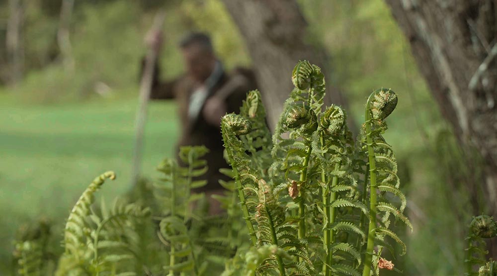 Wild Foods Fiddleheads in Vermont Spring