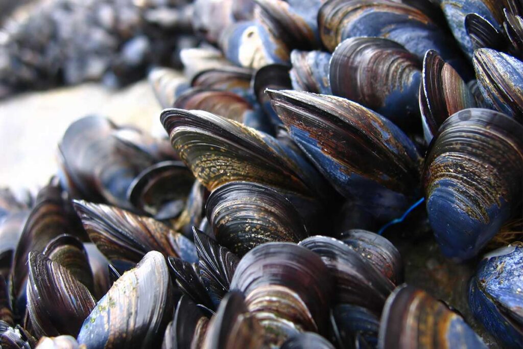 Wild Foods Maine mussels