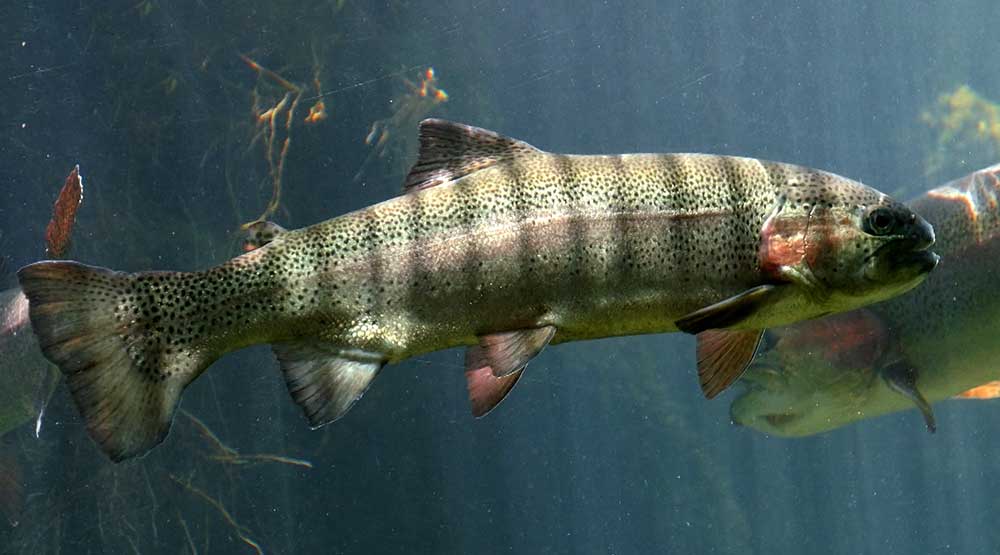wild vermont trout